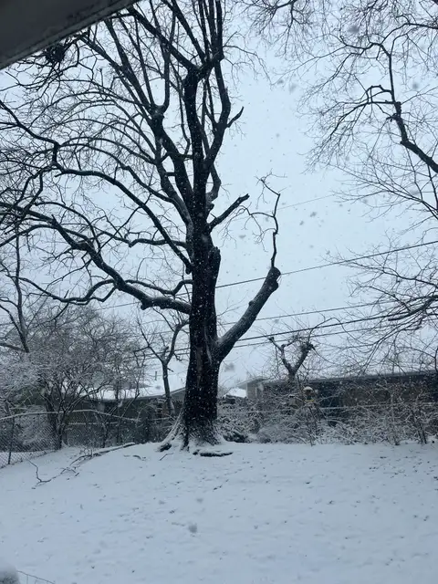 Snowflakes dance around a stoic winter tree.